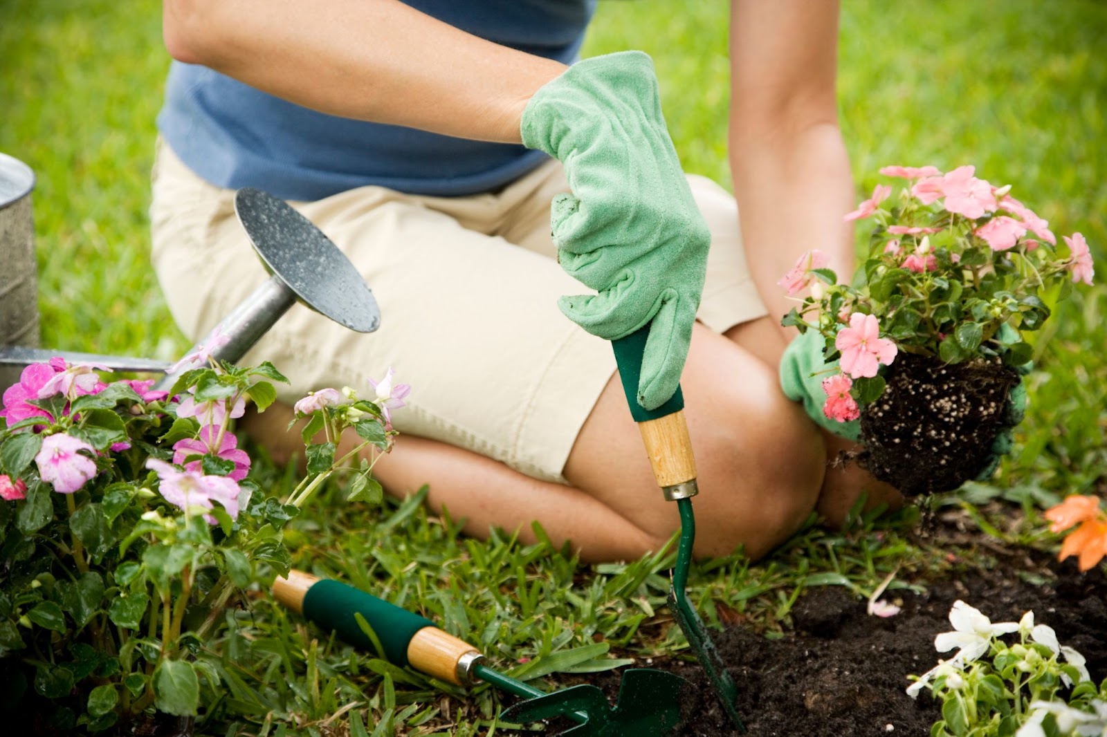 A women planting azaleas in a zone 9a garden.
